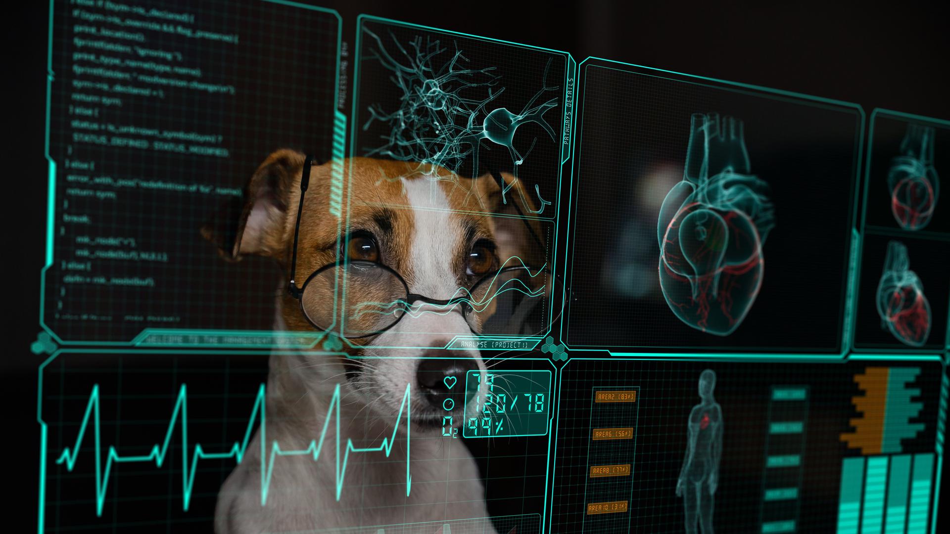 Jack Russell Terrier dog looks at the data on the virtual menu medical screen. Readings on the life support monitor.
