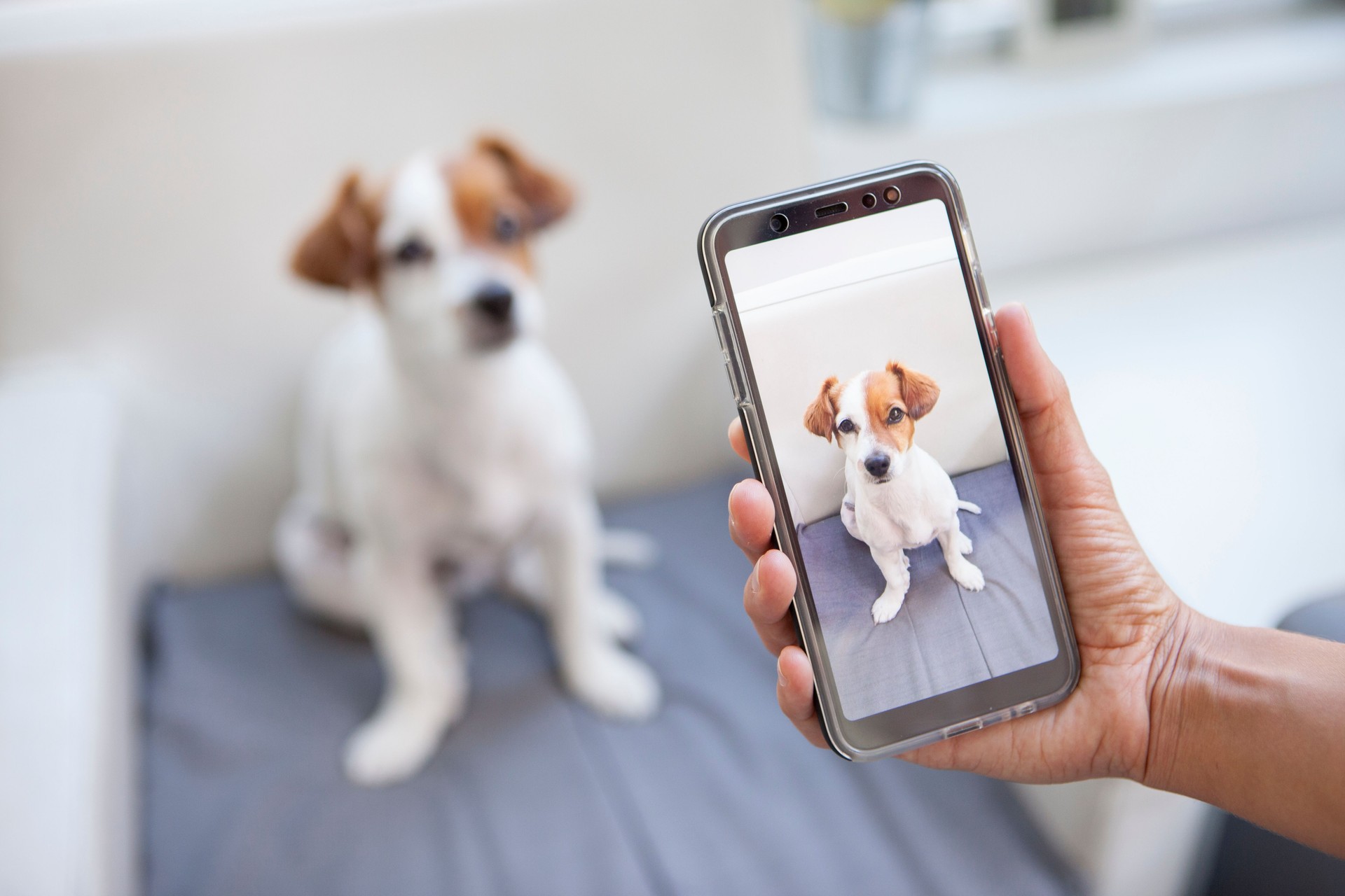 curious dog on a screen phone
