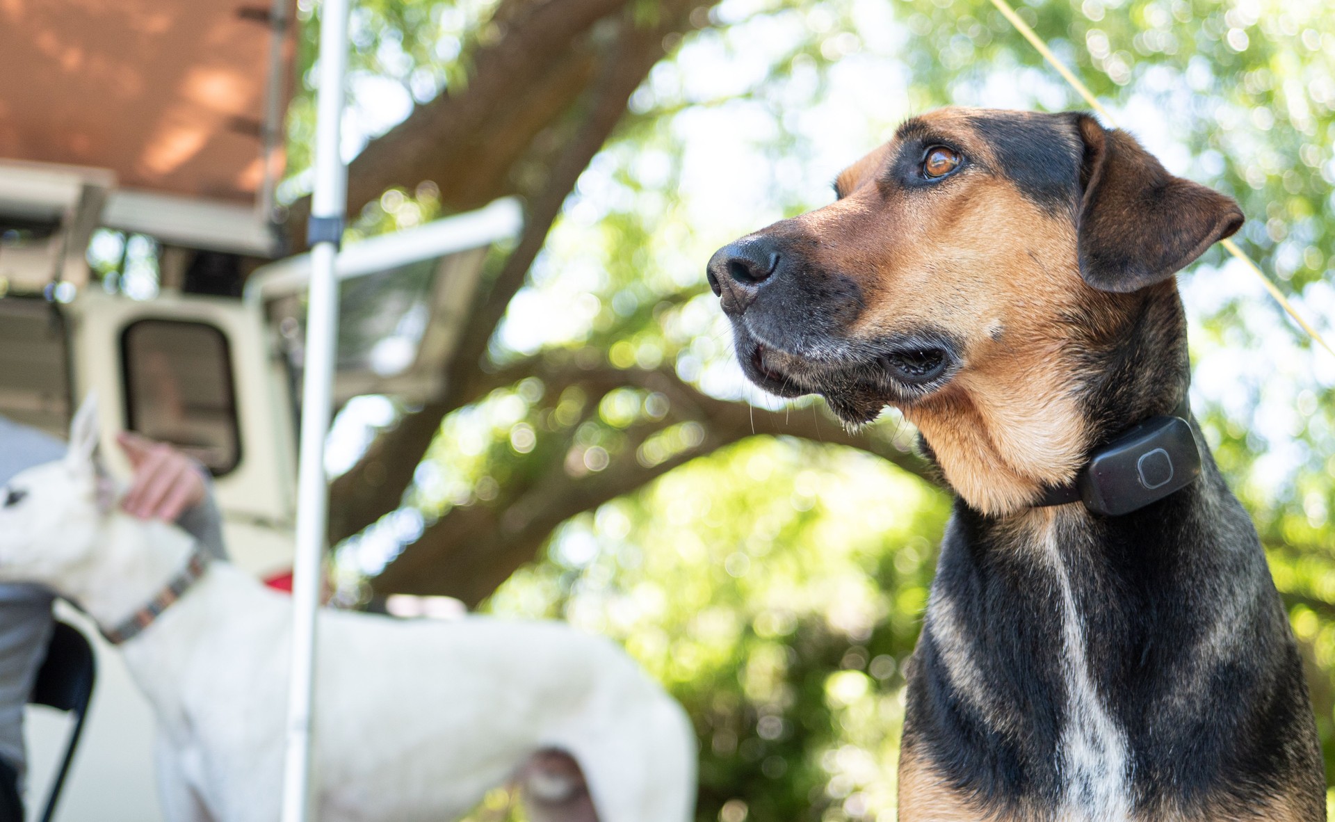 Pferd im Trab mit KI-Tracking-Punkten auf Gelenken – Premium Bewegungsanalyse von Pawsitive Motion