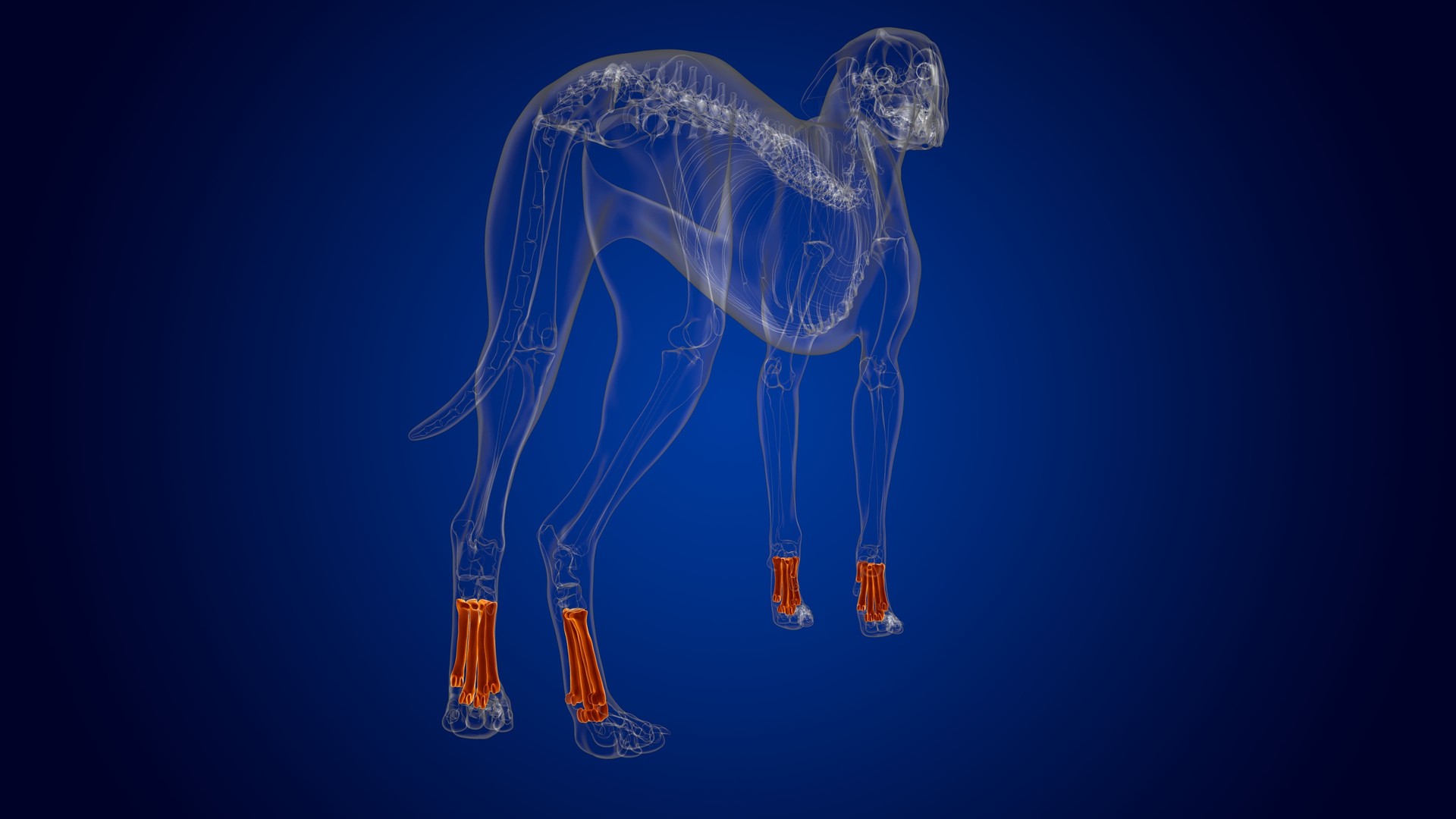 MittelfußkHund in Bewegung mit sichtbaren Gelenkpunkten aus der Pawsitive Motion KI-Ganganalyse – Basic Paket