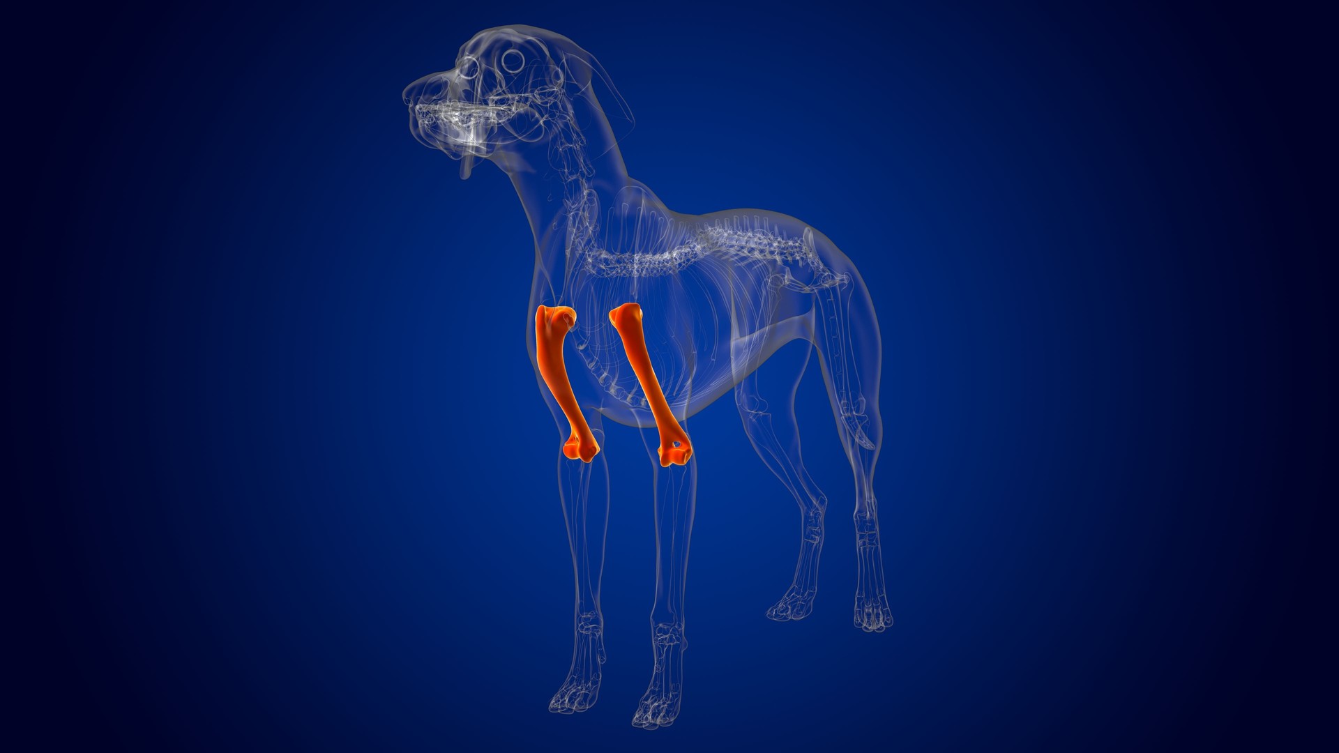 Humerus Bones Hundeskelett Anatomie für medizinisches Konzept 3D