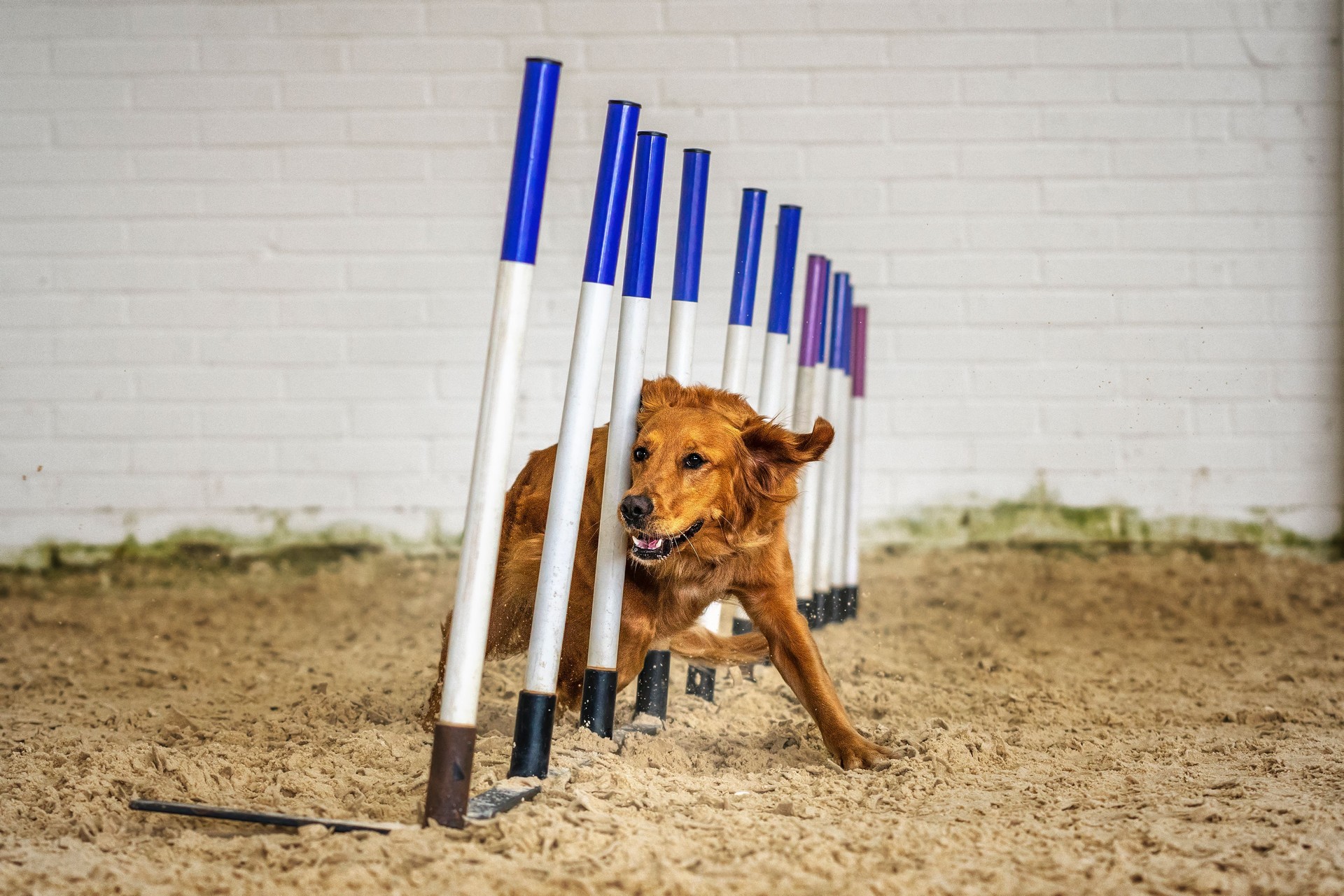 Hunde in Aktion - Golden Retriever Agility beim Laufen des Gewebes