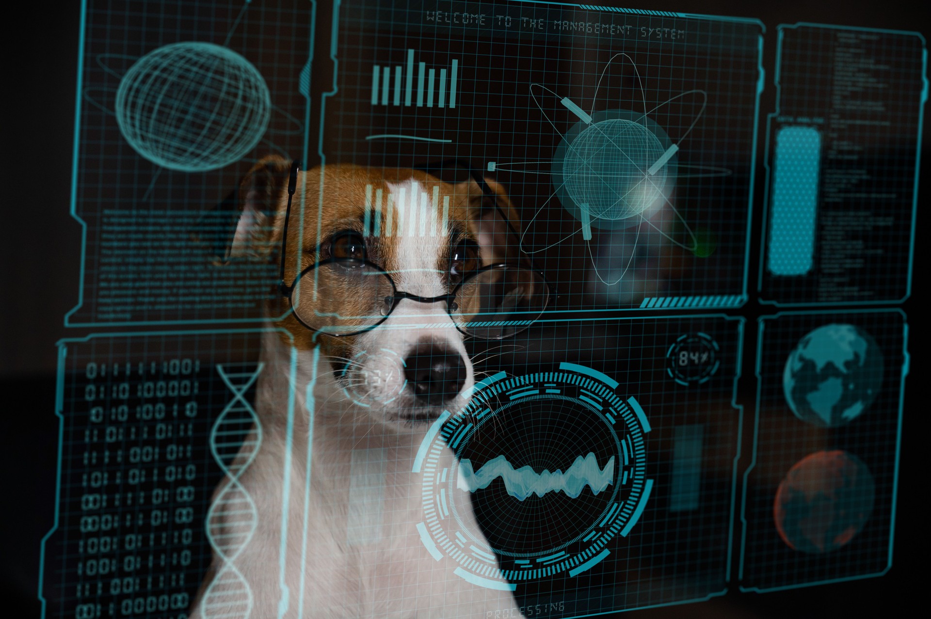Dog jack russell terrier in eyeglasses looks at hud menu.
